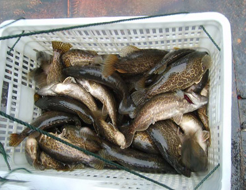 鳜魚