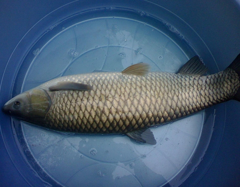 草(cǎo)魚